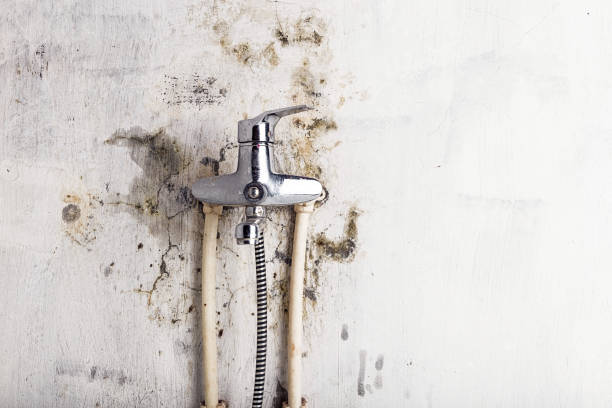 Best Same-Day Mold Removal  in New Mford, IL