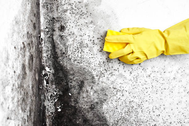 Best Local Mold Removal Service  in New Mford, IL