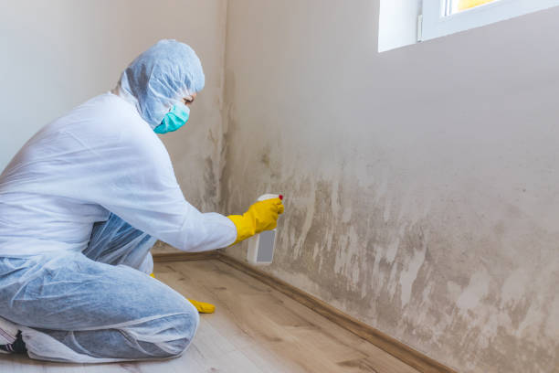 Best Certified Mold Removal  in New Mford, IL