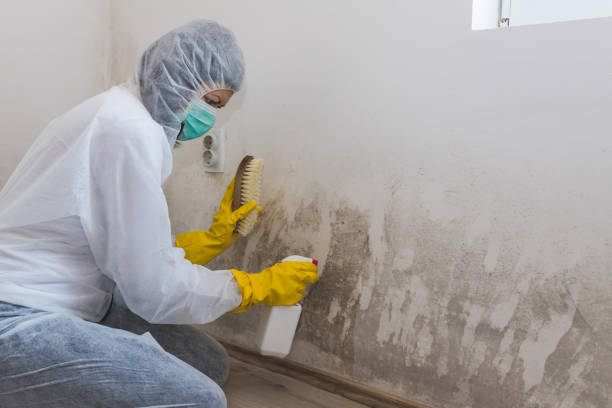 Best Crawl Space Mold Removal  in New Mford, IL