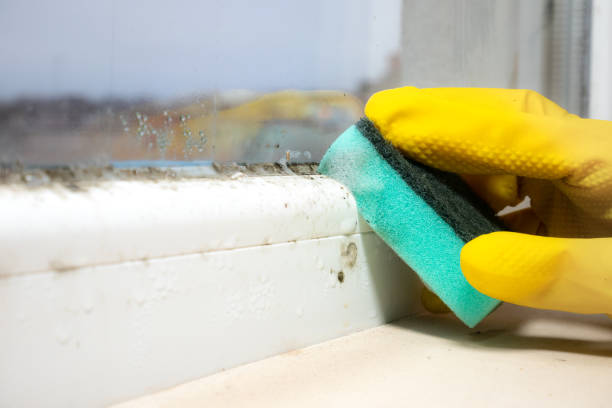 Best Mold Remediation Services  in New Mford, IL