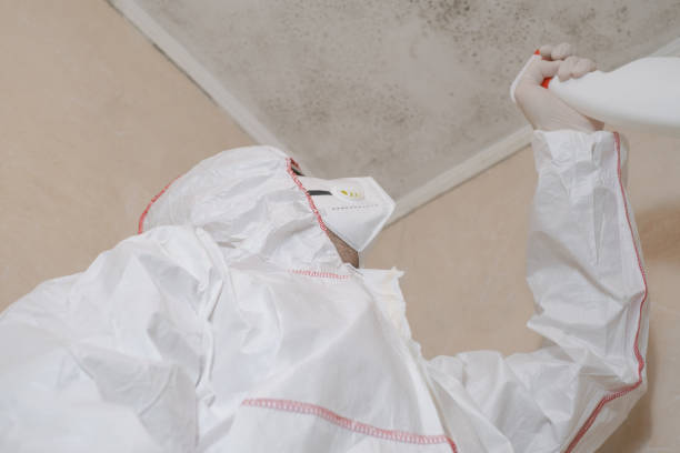 Best Mold Testing and Removal  in New Mford, IL