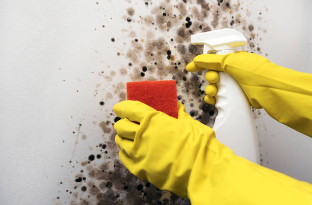Mold Testing and Removal in New Milford, IL