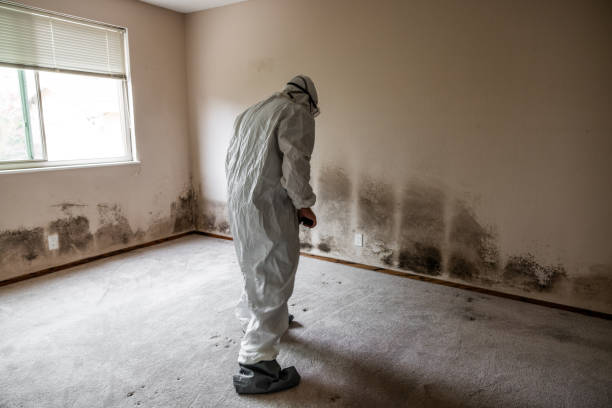 Best Attic Mold Removal  in New Mford, IL