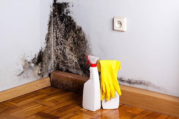 Best Water Damage Restoration  in New Mford, IL