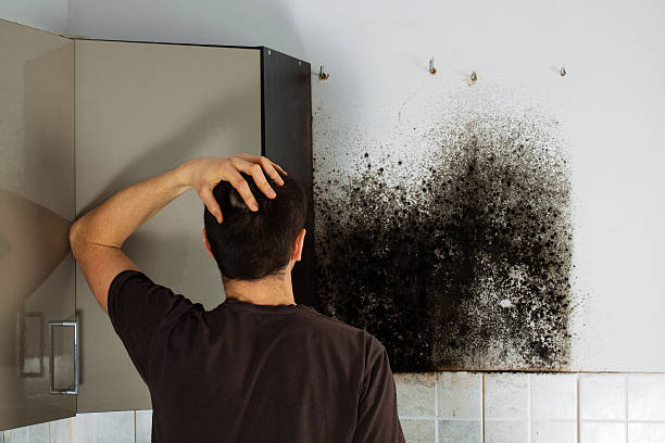 Best Mold Removal and Inspection  in New Mford, IL