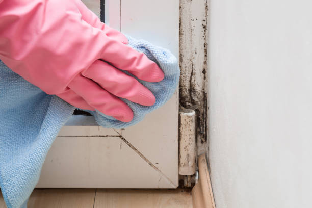 Best Office Mold Removal Services  in New Mford, IL