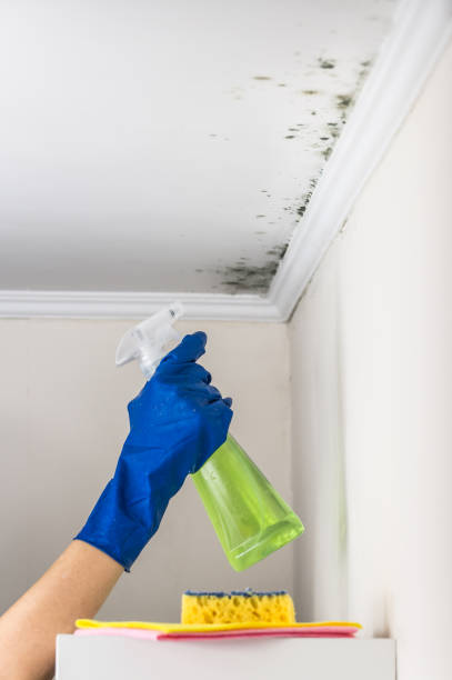 Best Professional Mold Removal  in New Mford, IL